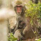 Monkey Time Radio Hour 4/28/15