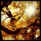 acoustic fairy tale beats