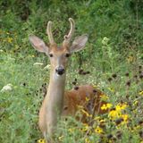 Bambi in Summer