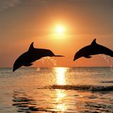 Dolphins are gay sharks