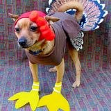 BobNod #27 - This ain't no Turkey!