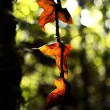 Forest Mix - Electronica and Dance