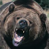 Animals (teaser)