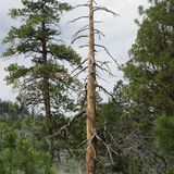 The Truth about Trees, part I