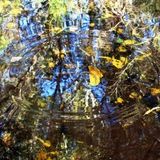 Criterionless choices for falling leaves