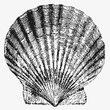 Shell - Marzec 16'( Hello spring!)