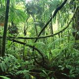 Jungle Mix @ Punkytown