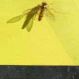 mayfly
