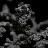 Diving Impressions