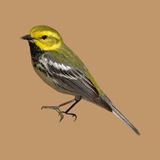 A bird watcher's guide to acid folk and other interesting musical excursions