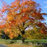 Indian Summer 2014