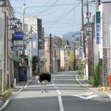4. Fukushima mon amour