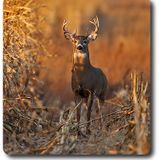 Autumn Buckin'