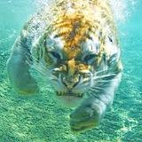 XXXV12 Wet Tiger mix