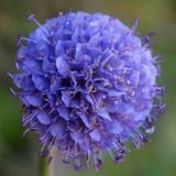 Devil's Bit Scabious by Sinnerman