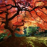 Taiji Mix 8