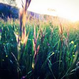 Walk on Grass with Sunshine Mix