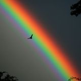 black rainbow