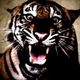 Insane_Dean - TheTiger.