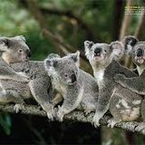 Koala T in your communiT