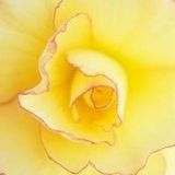 Mellow Groove
