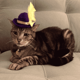 Pimp Cat's Evening Stroll - Feb 2014 Demo