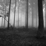 Dub in the mist