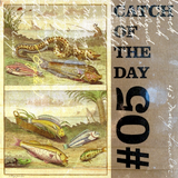 Catch of the Day Volume 05