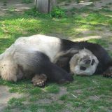 The Panda's Poison , Encryption Baddest zn
