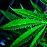 Ganja vibes vol.2