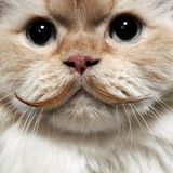 The Tash Mash