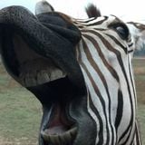 The Rekless Zebra Mix