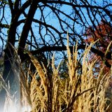 Skeptic Series #5 Spring Fever