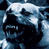 Pitbull Dream Mix