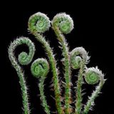 Spring Buds III : Fiddleheads Unfurling