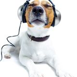 NORTHERN SOUL : MUSIC TO MY EARS