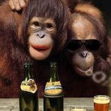 Dirty, Drunken Monkey F#@!ing