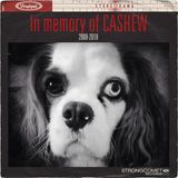 StrongComet [05] | in memory of CASHEW