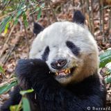 FRISKY--FRISKY-Loves-Kosovo-November-2014---Panda.mp3