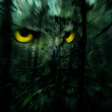 Follow the Owls