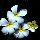 Januarys Jasmin scented flowers 2015