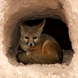FUR FRICTION 008 | FrozenDub - Foxhole