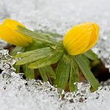 Winter ade, wenn der Frühling kommt (2014)