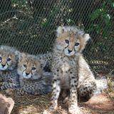Cheetahs - on the brink of extinction