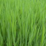 Bill Shakes 42 - Grass