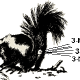 Skunk