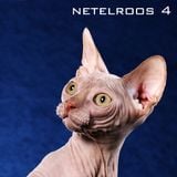 Netelroos IV