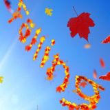 Autumn leaves