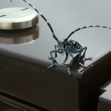Bugnolia