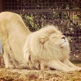 Laid Back Lion Stretched